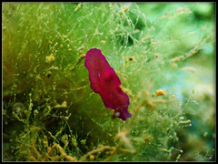 Pseudoceros cruentus