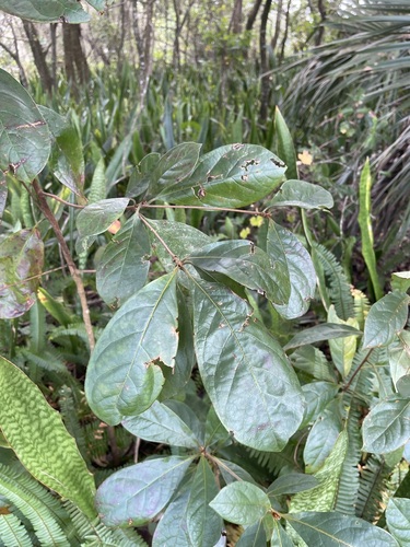 Image of Terminalia muelleri by (c) Brandon Corder, some rights reserved (CC BY)