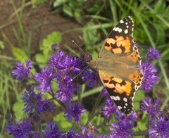 Vanessa cardui