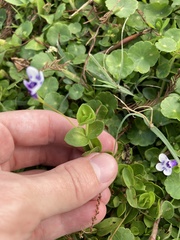 Lindernia grandiflora