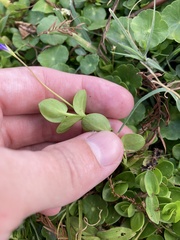 Lindernia grandiflora
