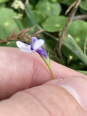 Lindernia grandiflora
