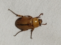Cyclocephala lunulata