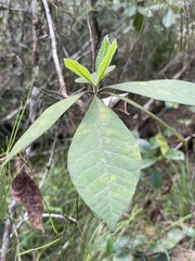 Alstonia muelleriana