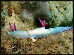 Hypselodoris