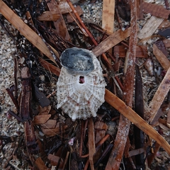 Diodora