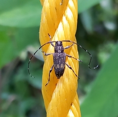 Image of Colobothea chontalensis