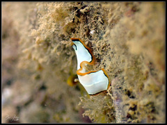 Pseudoceros contrarius