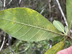 Alstonia muelleriana