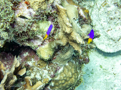 Canthigaster rostrata