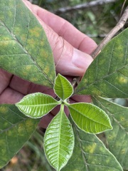 Alstonia muelleriana