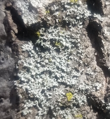 Phaeophyscia hirsuta