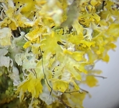 Xanthomendoza oregana