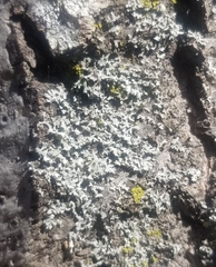 Phaeophyscia hirsuta