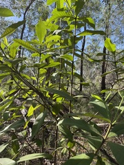 Alstonia muelleriana