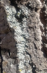 Phaeophyscia hirsuta