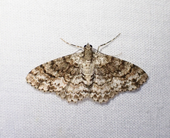 Myrioblephara desumpta