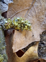 Xanthomendoza oregana