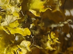 Xanthomendoza oregana