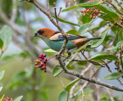 Stilpnia peruviana