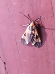 Dycladia