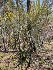 Banksia aquilonia