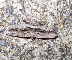 Scioglyptis canescaria