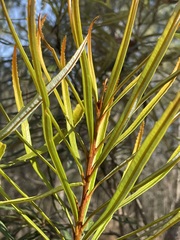 Banksia aquilonia