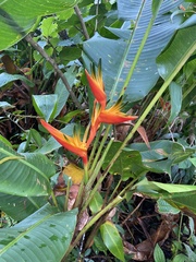Heliconia psittacorum