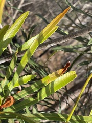 Banksia aquilonia
