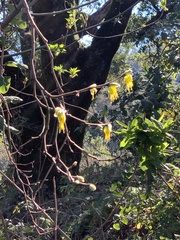 Dirca occidentalis