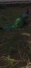 Pavo cristatus