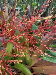 Aechmea blanchetiana
