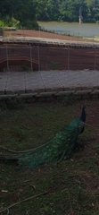 Pavo cristatus