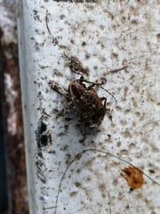 Trypanidius mexicanus