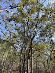 Banksia aquilonia