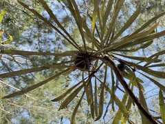 Banksia aquilonia