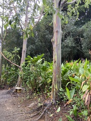Eucalyptus deglupta