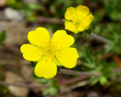 Potentilla versicolor