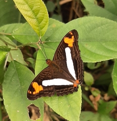 Adelpha iphiclus