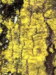 Chrysothrix chlorina