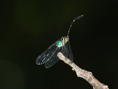 Nannophlebia eludens