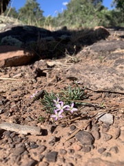 Phemeranthus parviflorus