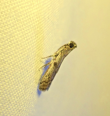 Cryptoblabes hemigypsa