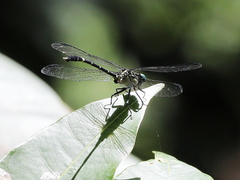 Austrogomphus prasinus