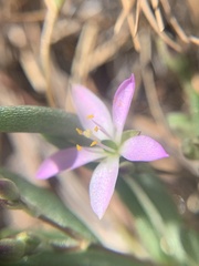 Phemeranthus parviflorus