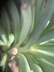 Phemeranthus parviflorus