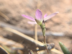 Phemeranthus parviflorus