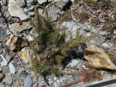Juniperus formosana