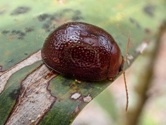 Dicranosterna picea